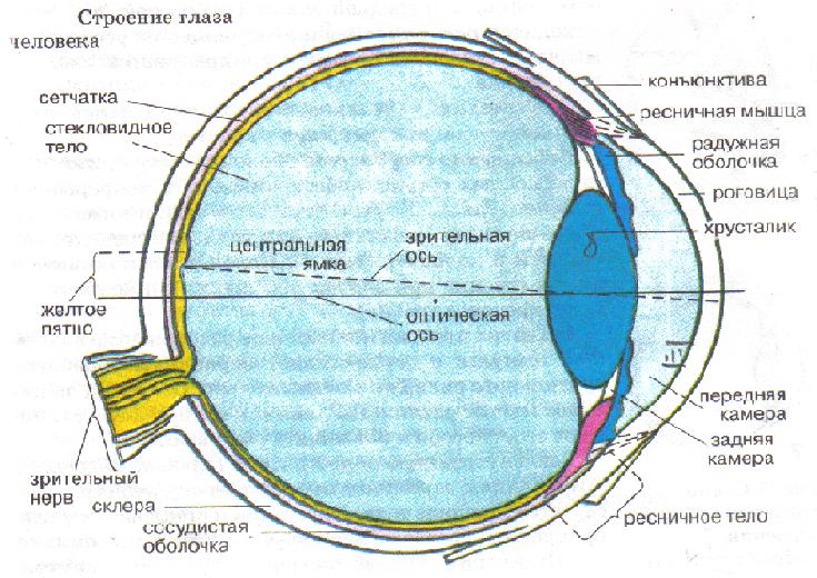 Реферат: Устройство глаза человека (Доклад) (WinWord 98)